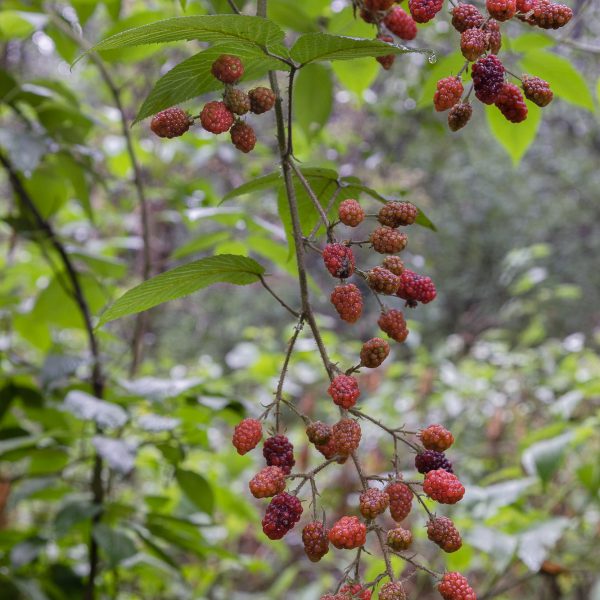 brendanrowlands-blackberries-wild-bramble