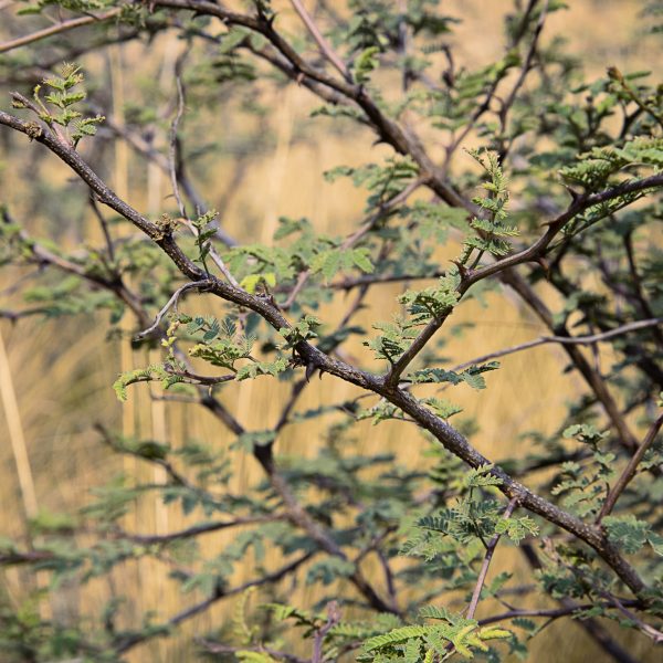 brendanrowlands-bush-light-goldenhour