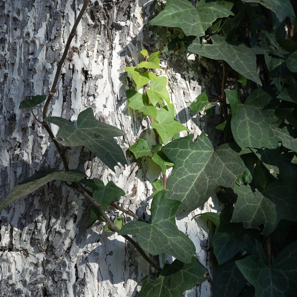 brendanrowlands-ivy-light-shadow