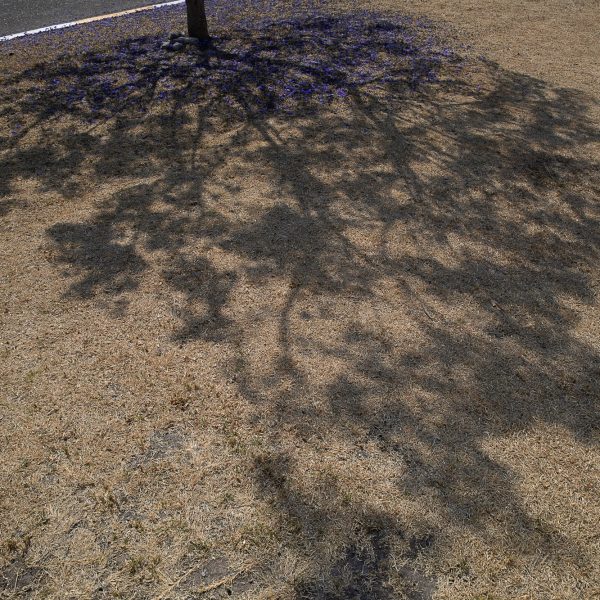 brendanrowlands-jacaranda-tree-shadow