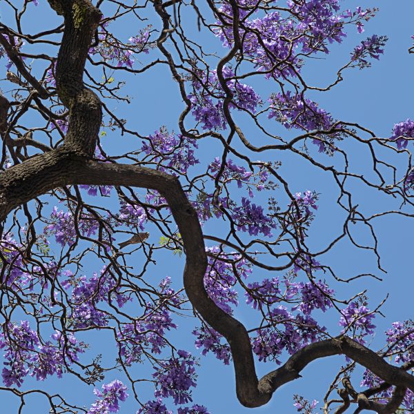 brendanrowlands-jacaranda.branches-bluesky