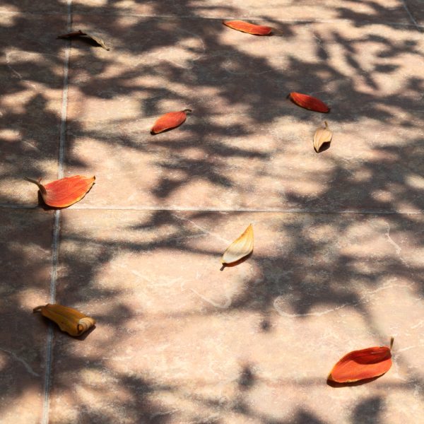 brendanrowlands-leaves-red-shadow