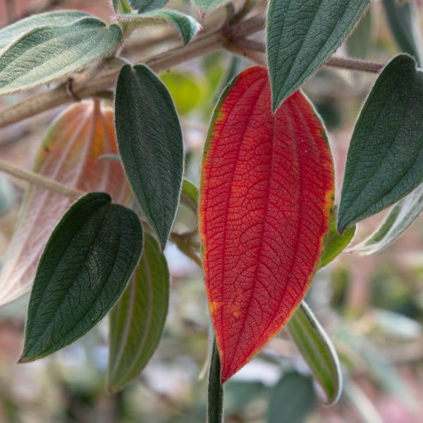 brendanrowlands-leaves-red-texture