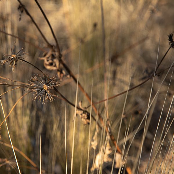 brendanrowlands-plant-dried-goldenhour