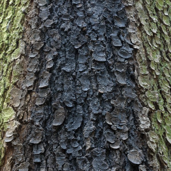 brendanrowlands-tree-bark-texture